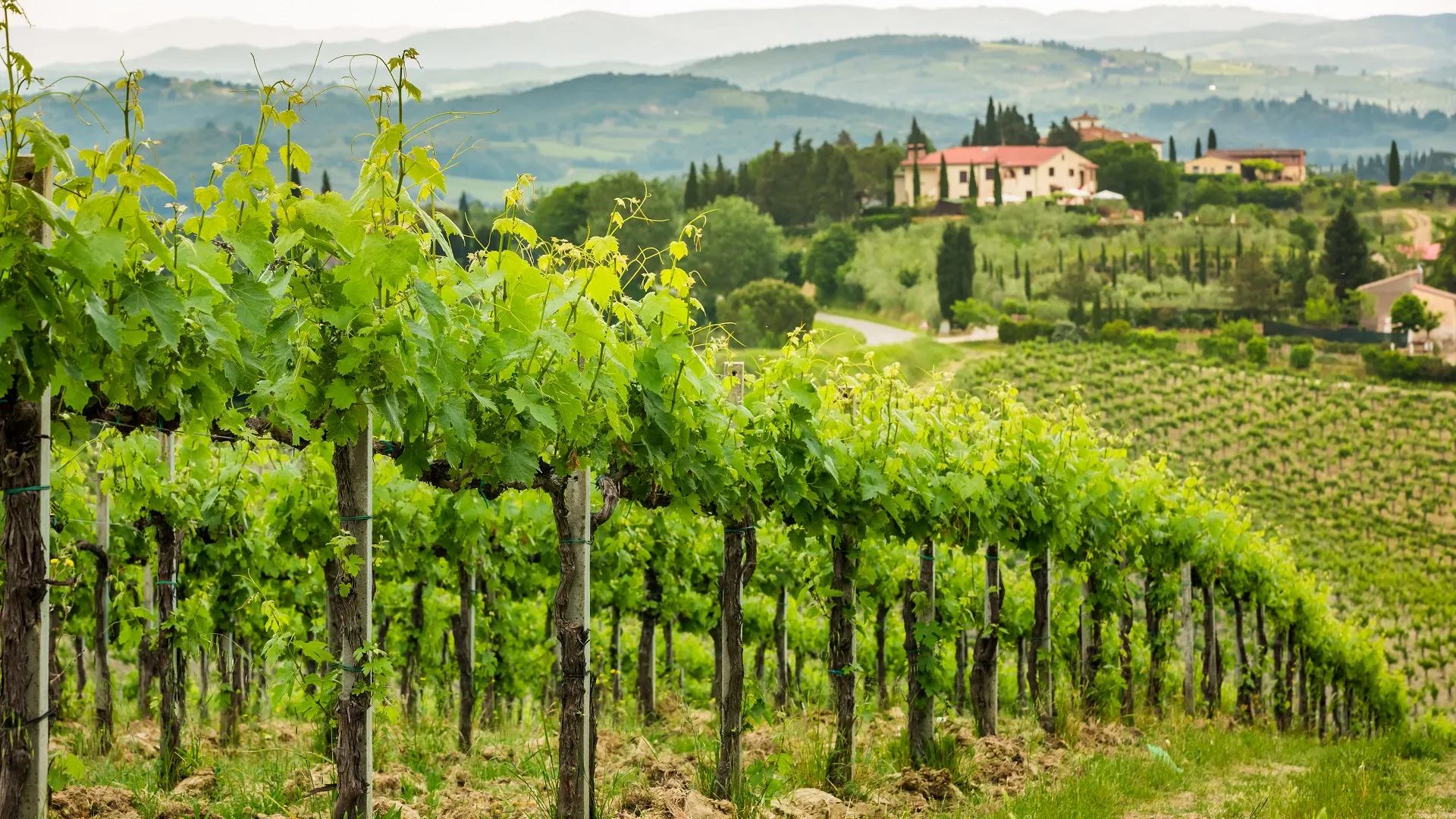 Wijnstokken op het platteland van Toscane