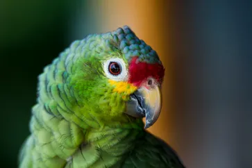 &Olives-Costa Rica-excursies-vogels spotten