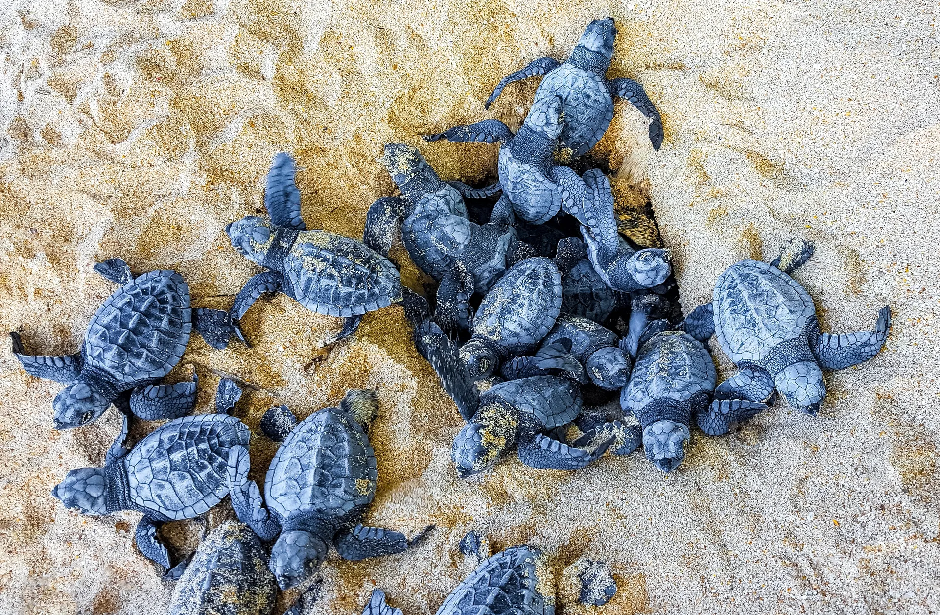 Sri Lanka baby turtles-Tangalle