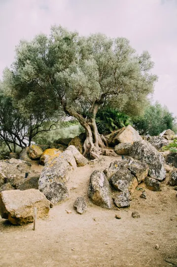 Een prachtige oude olijfboom op Sicilië, Itali