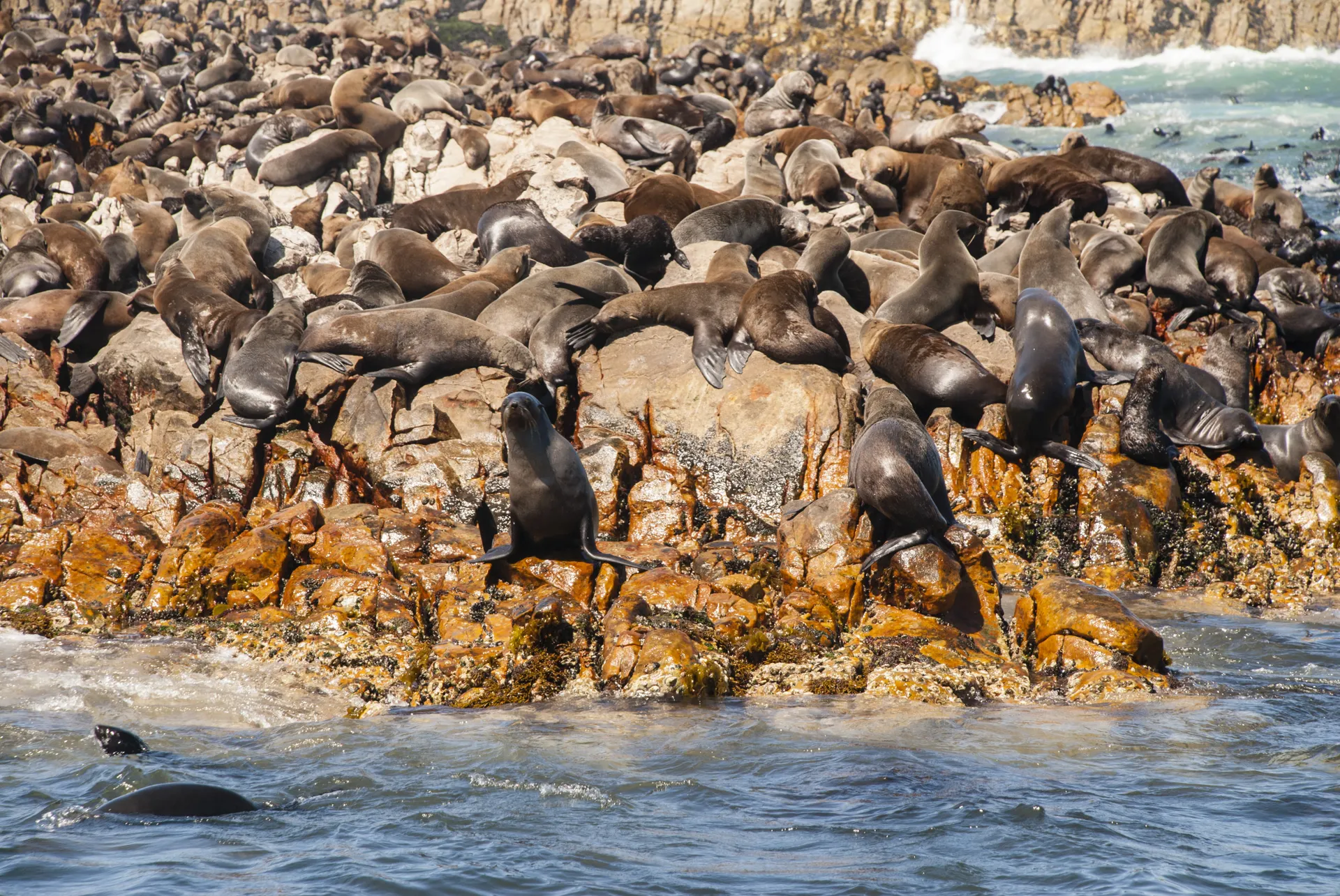 &Olives Zuid Afrika Mossel Bay Cape fur seal colony