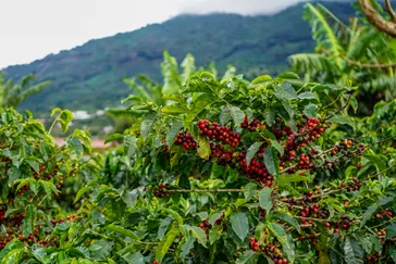 &Olives Costa Rica coffee plant full red of coffee beans