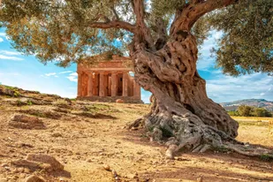 agrigento - tempelvallei met grote olijfboom