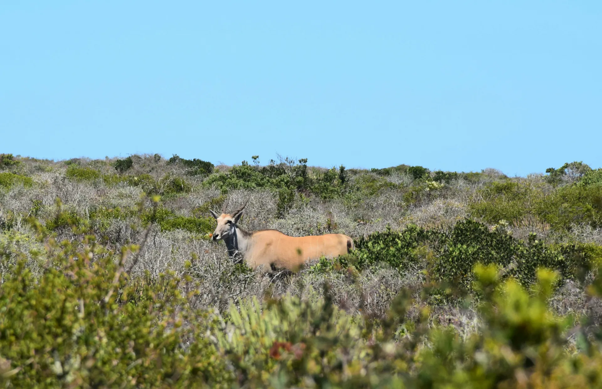 &Olives-Zuid-afrika-Langebaan-West Coast NP-wildlife