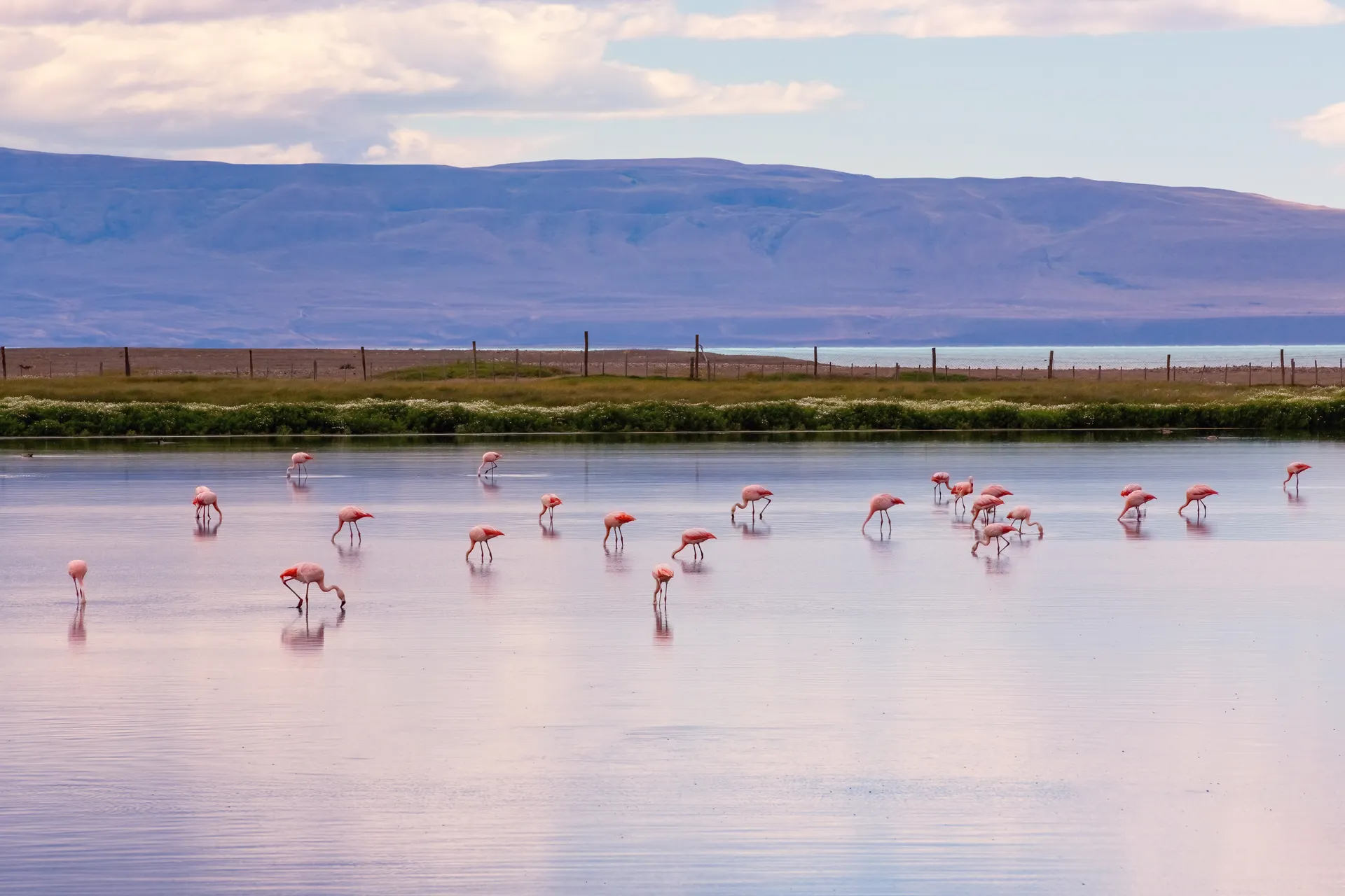 &Olives Argentinie Laguna Nimez with lots of pink flamingoes in Santa Cruz Argentina