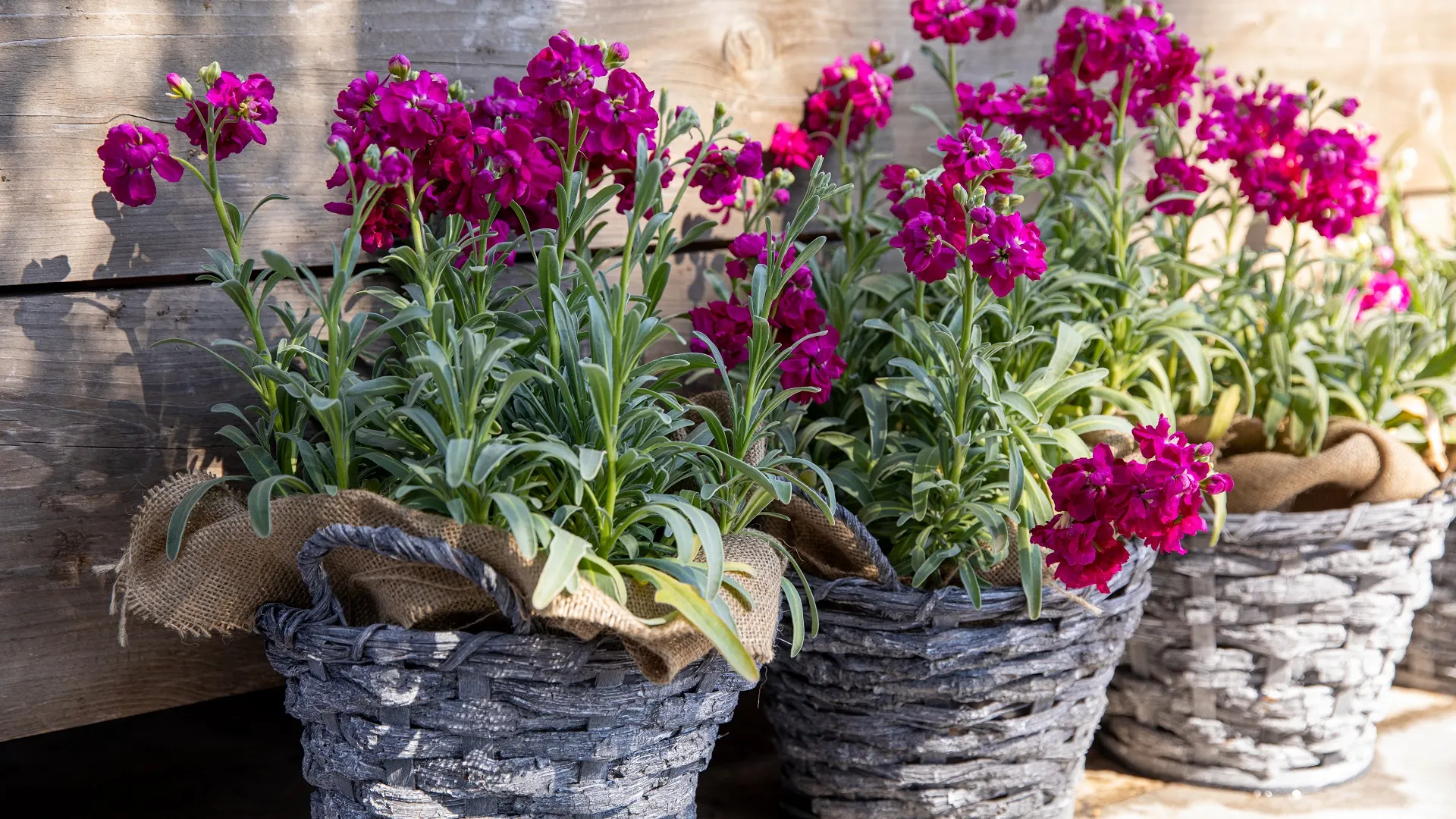 Matthiola