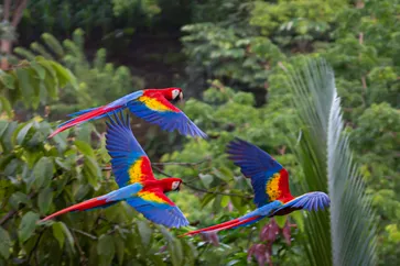 Costa Rica Ara´s