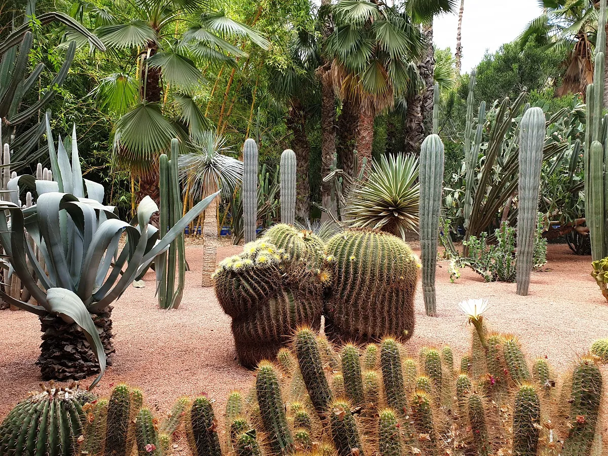 De prachtige tuin van Le Jardin Majorelle in Marrakech