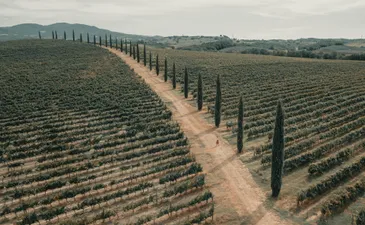 Toscane Italie laan met cipressen langs wijngaarden