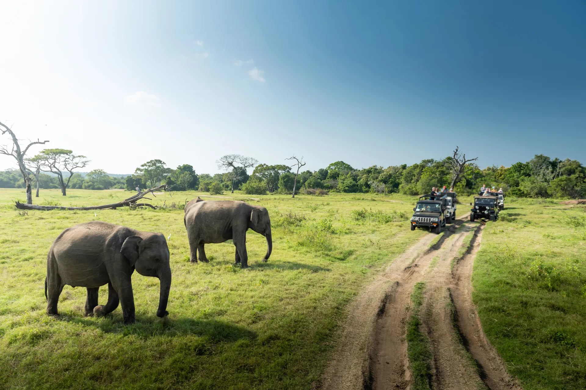 Sri Lanka-Minneria NP