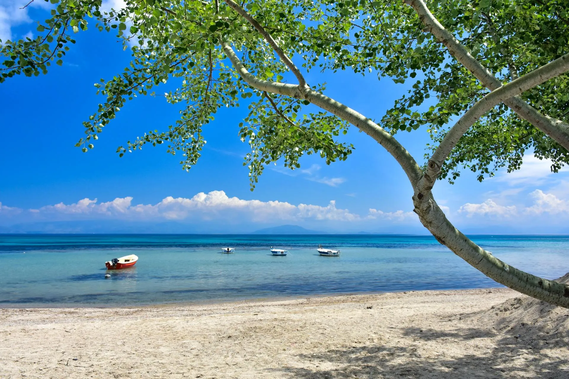 Blauwe zee met een mooie boom op Kreta