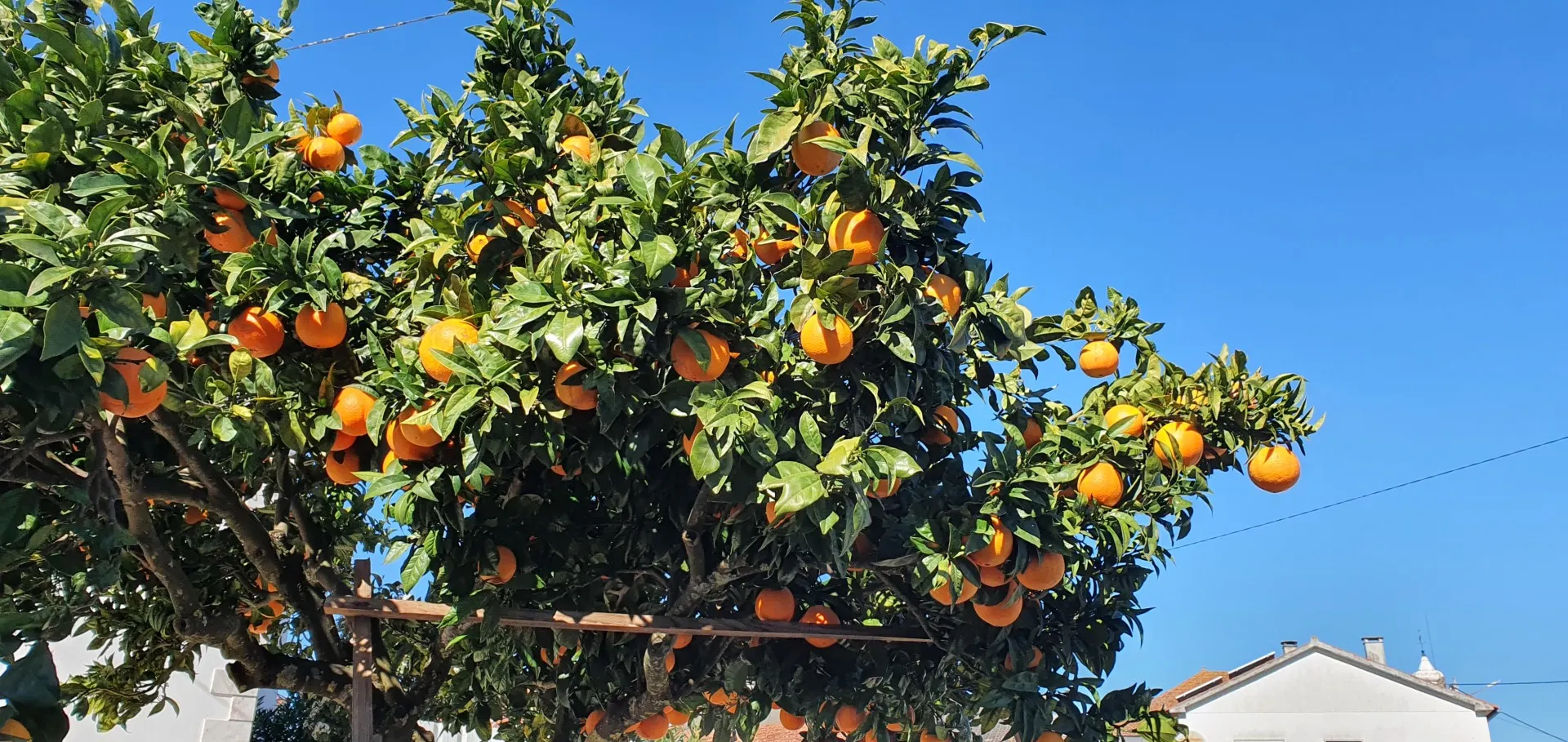 Sinaasappelboom in Portugal