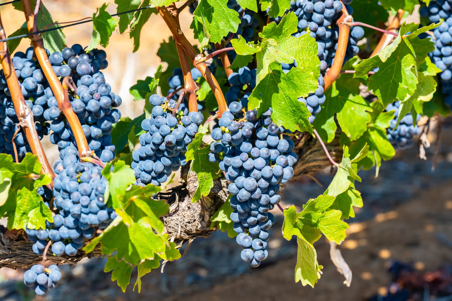 &Olives Zuid Afrika Stellenbosch Grape variety Pinotage vine