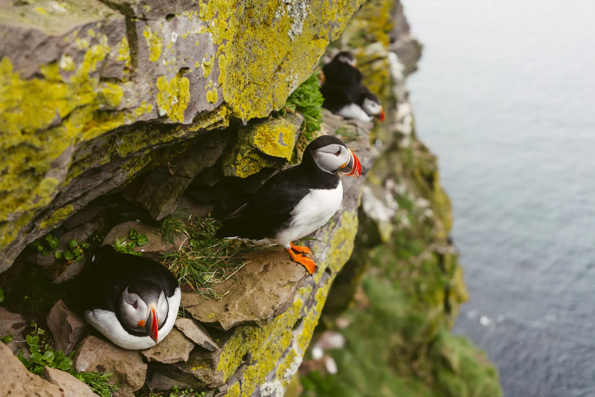 &Olives IJsland Puffin excursie