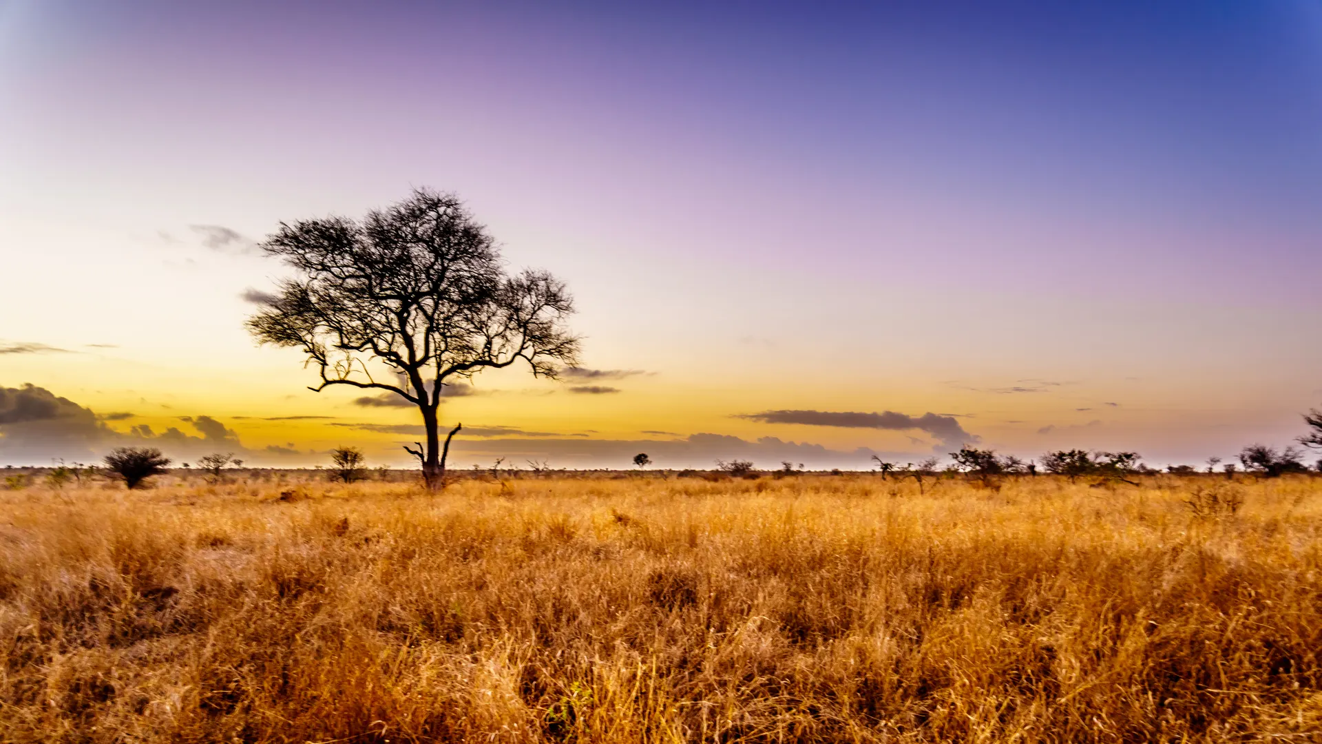 &Olives Zuid-Afrika Kruger National Park Zonsopgang over de savanne en grasvelden