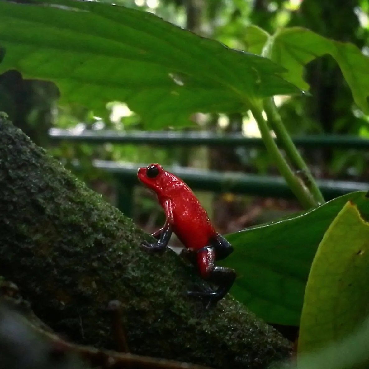 Blue jeans poisoned dart frog