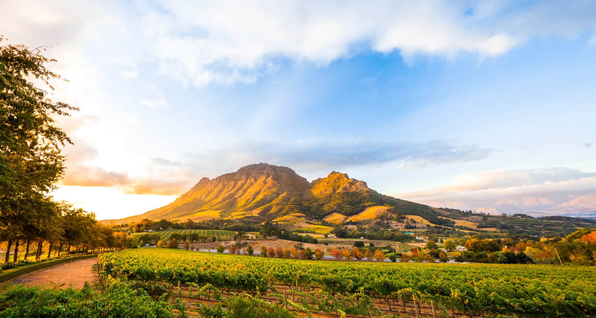 &Olives Zuid Afrika Stellenbosch Wine region near Stellenbosch looking at Simonsberg