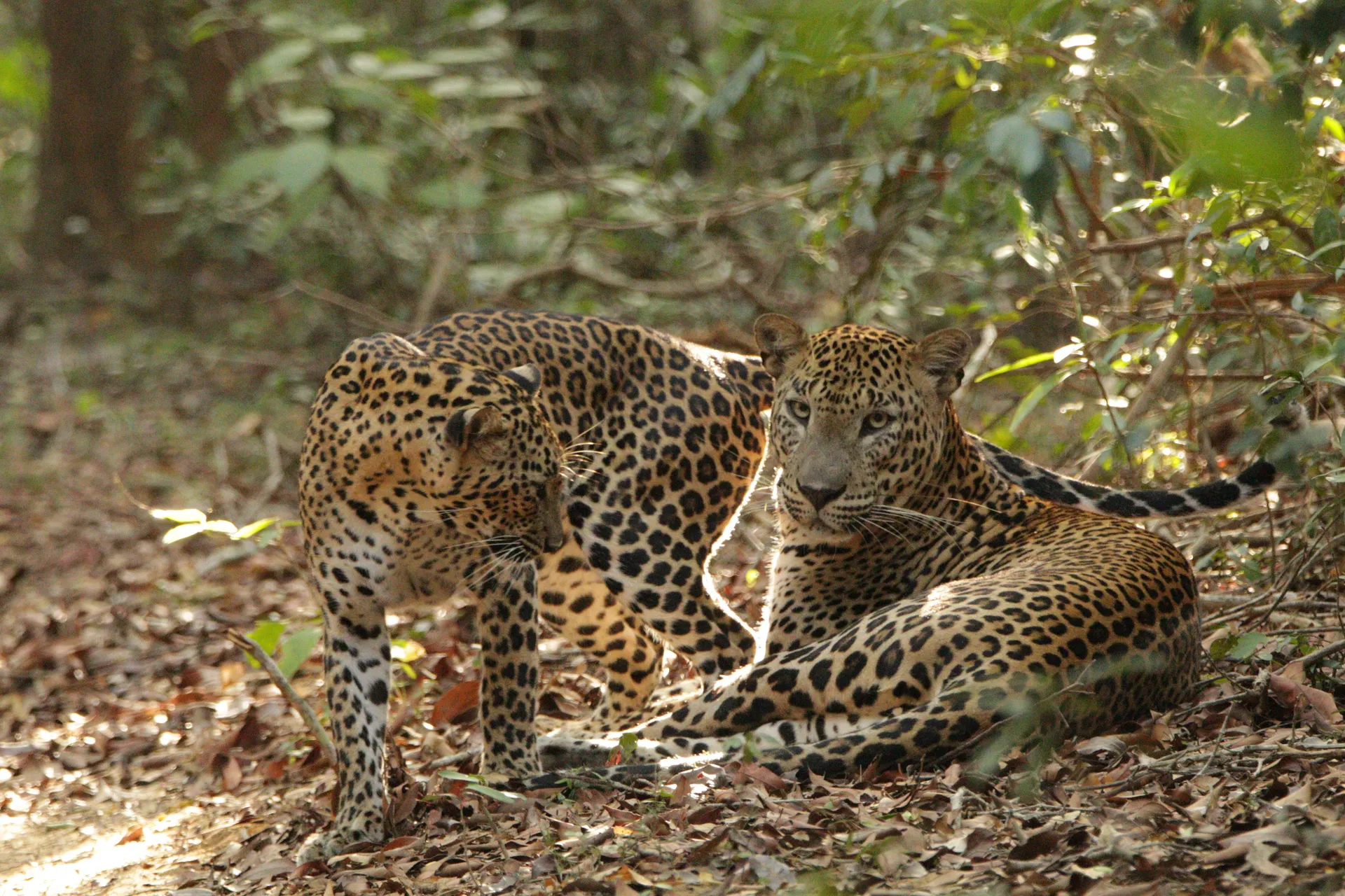 Sri Lanka Wilpattu National Park