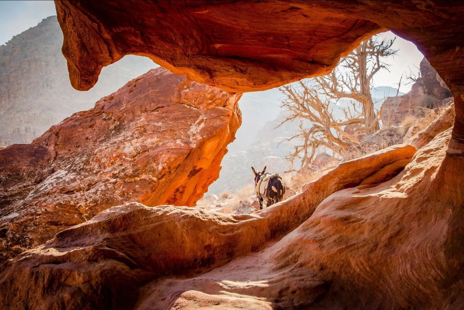 Privérondreis Ontdek Jordanië.