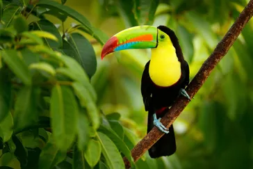 &Olives Costa Rica Keel-billed Toucan