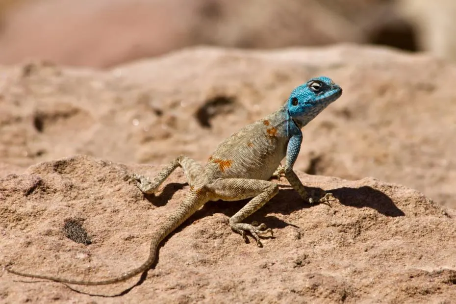 Blauwe sinai hagedis, Dana, Jordanie