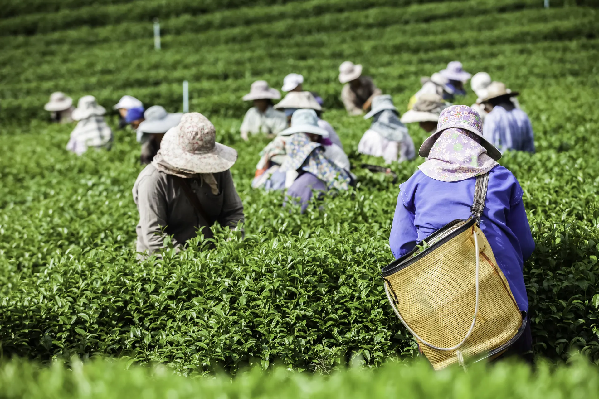 Sri-Lanka-Nuwara-Eliya