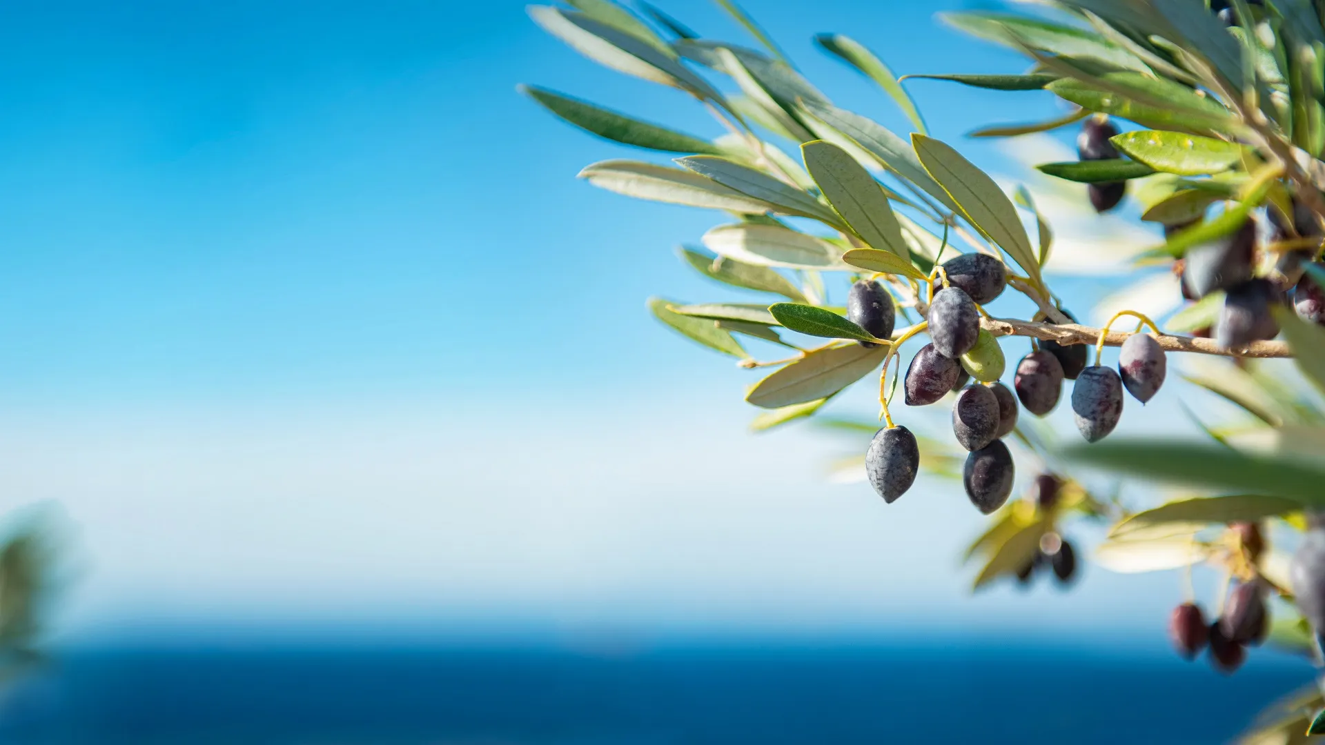 Olijfboom met uitzicht op zee