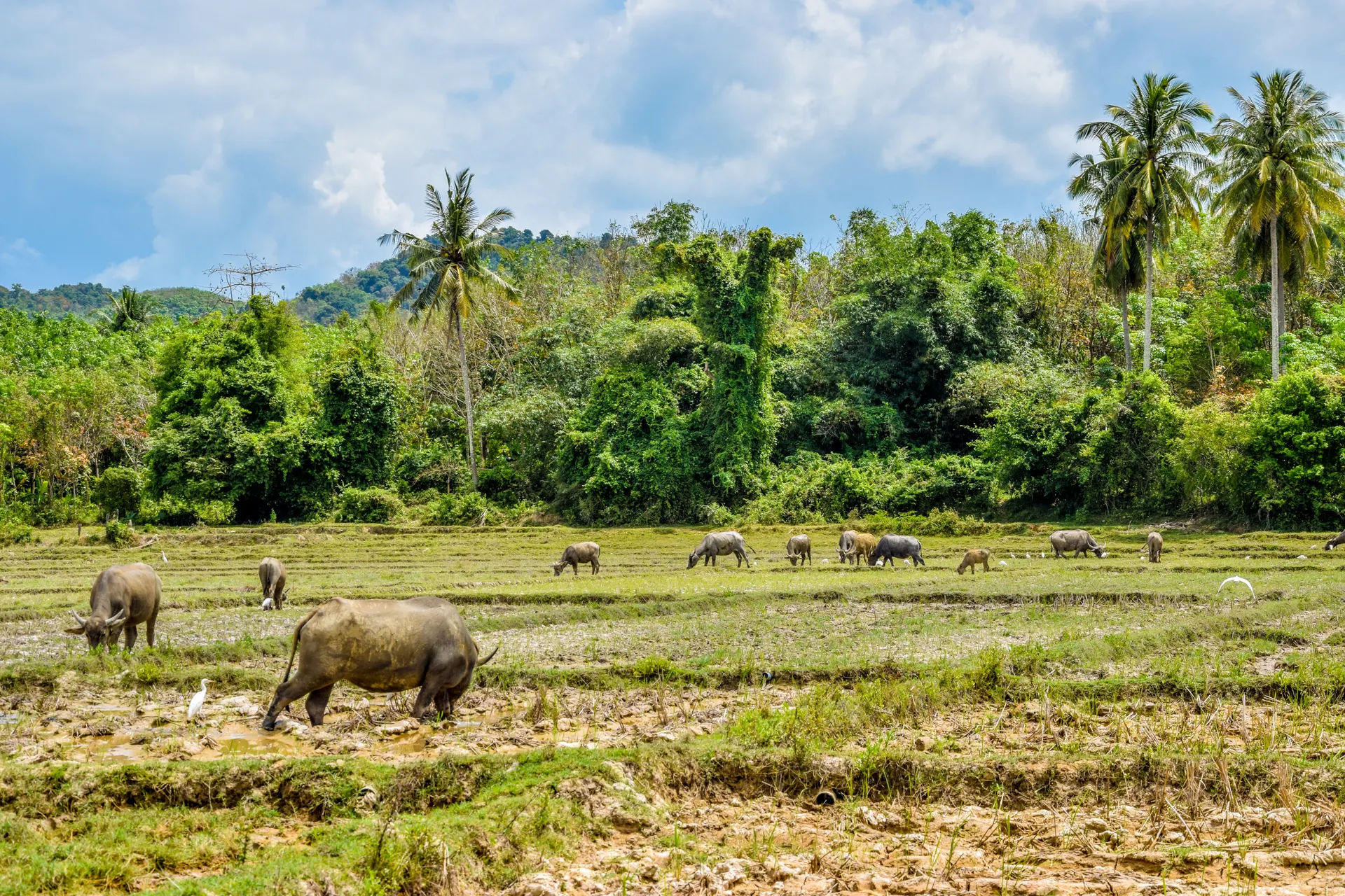 &Olives Thailand Koh Yao Noi cows