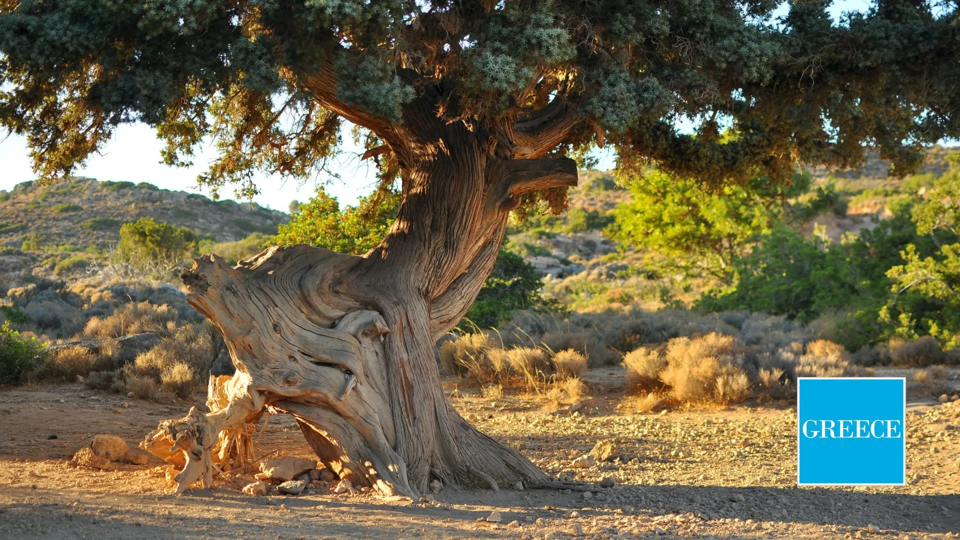 De olijfboom in de Peloponnesos, Griekenland