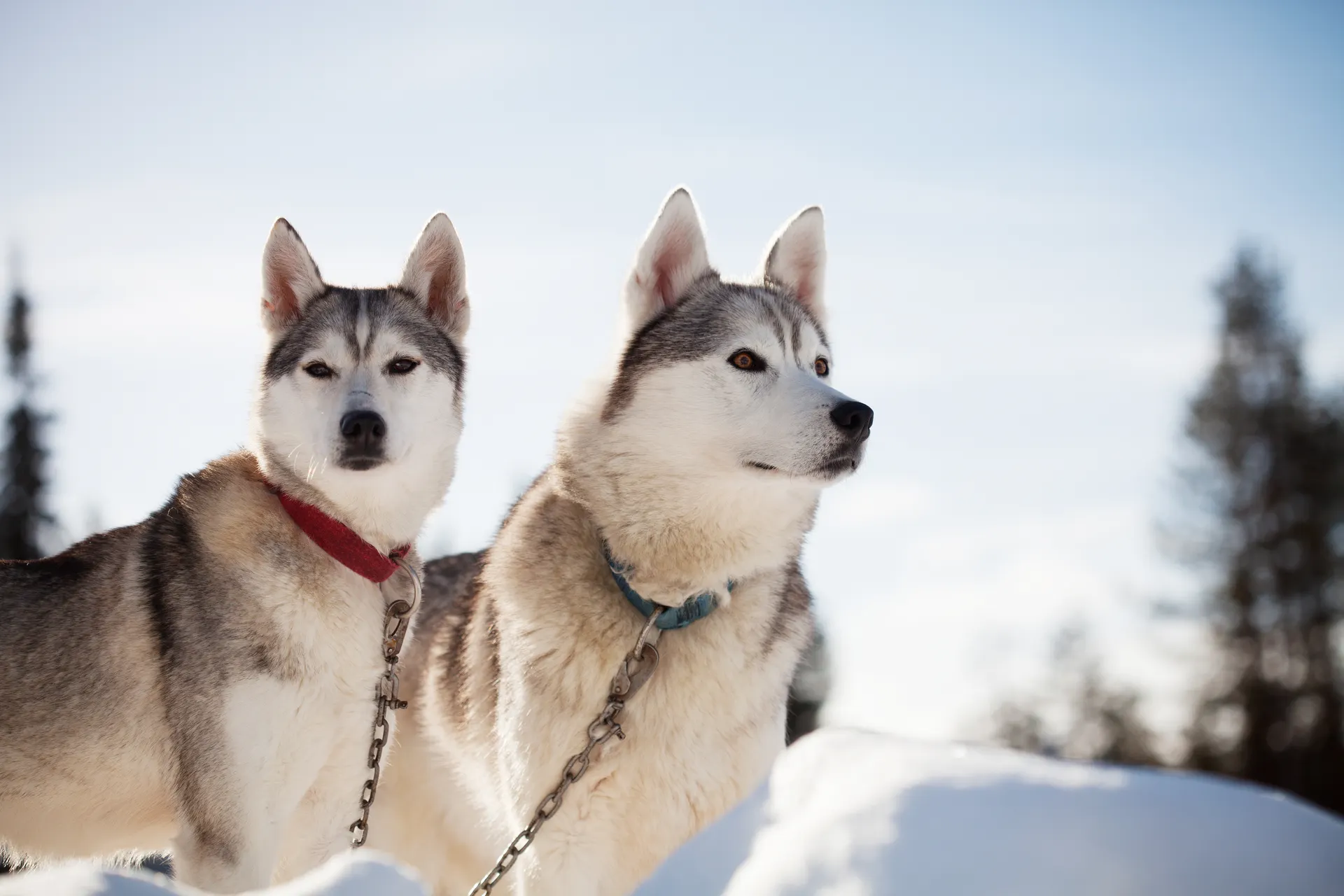 Finland Dog sledding