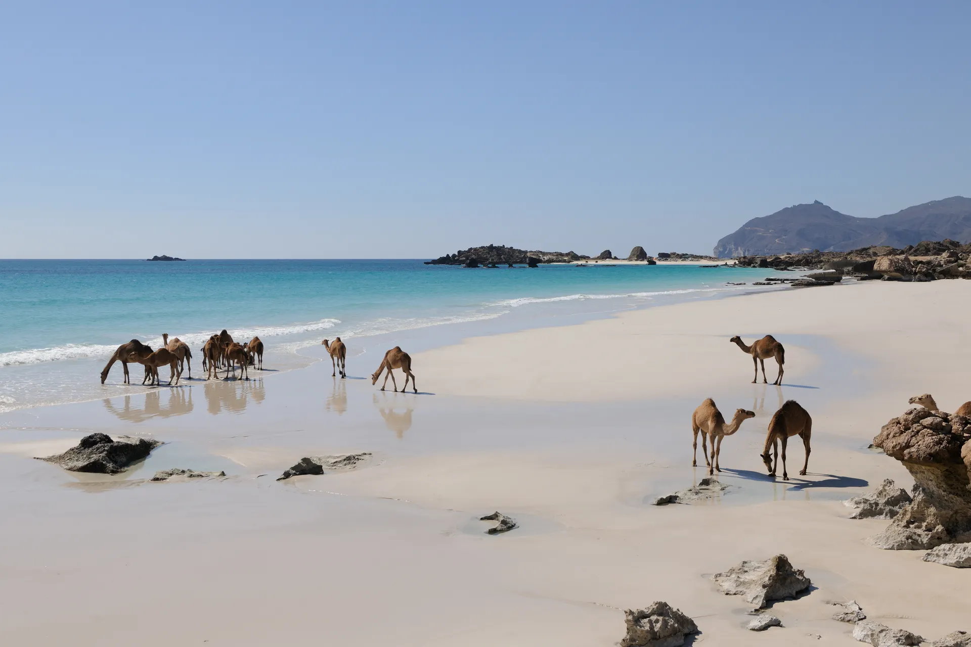 Camels in Dhofar Oman
