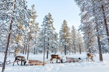 Finland Reindeer