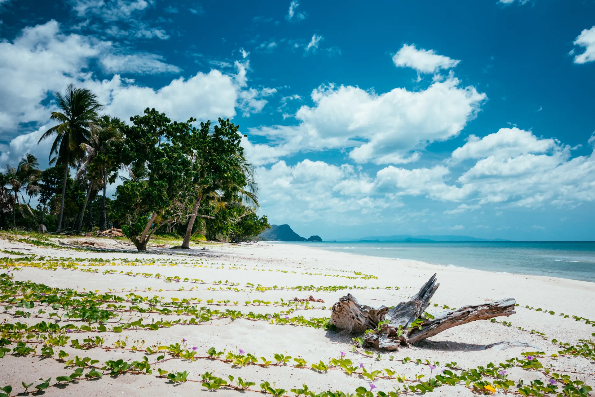 &Olives_Thailand_Khanom beach white