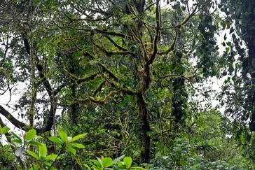 &Olives Costa Rica Bijagua-forest