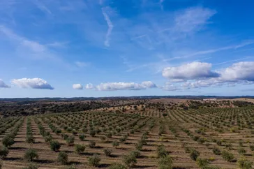 Olijfboomplantage Portugal &Olives Travel Alentejo