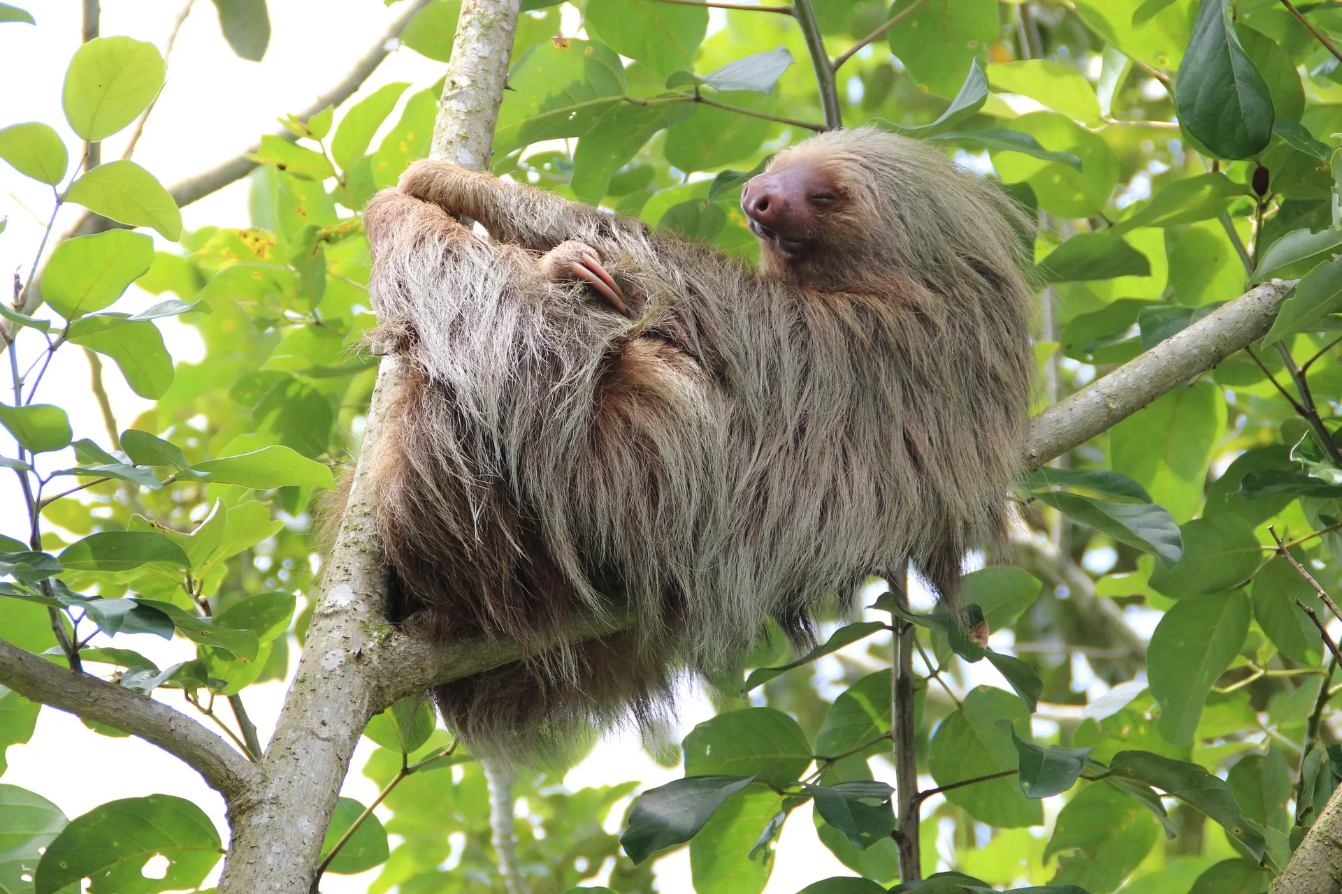 2 toed sloth Costa Rica