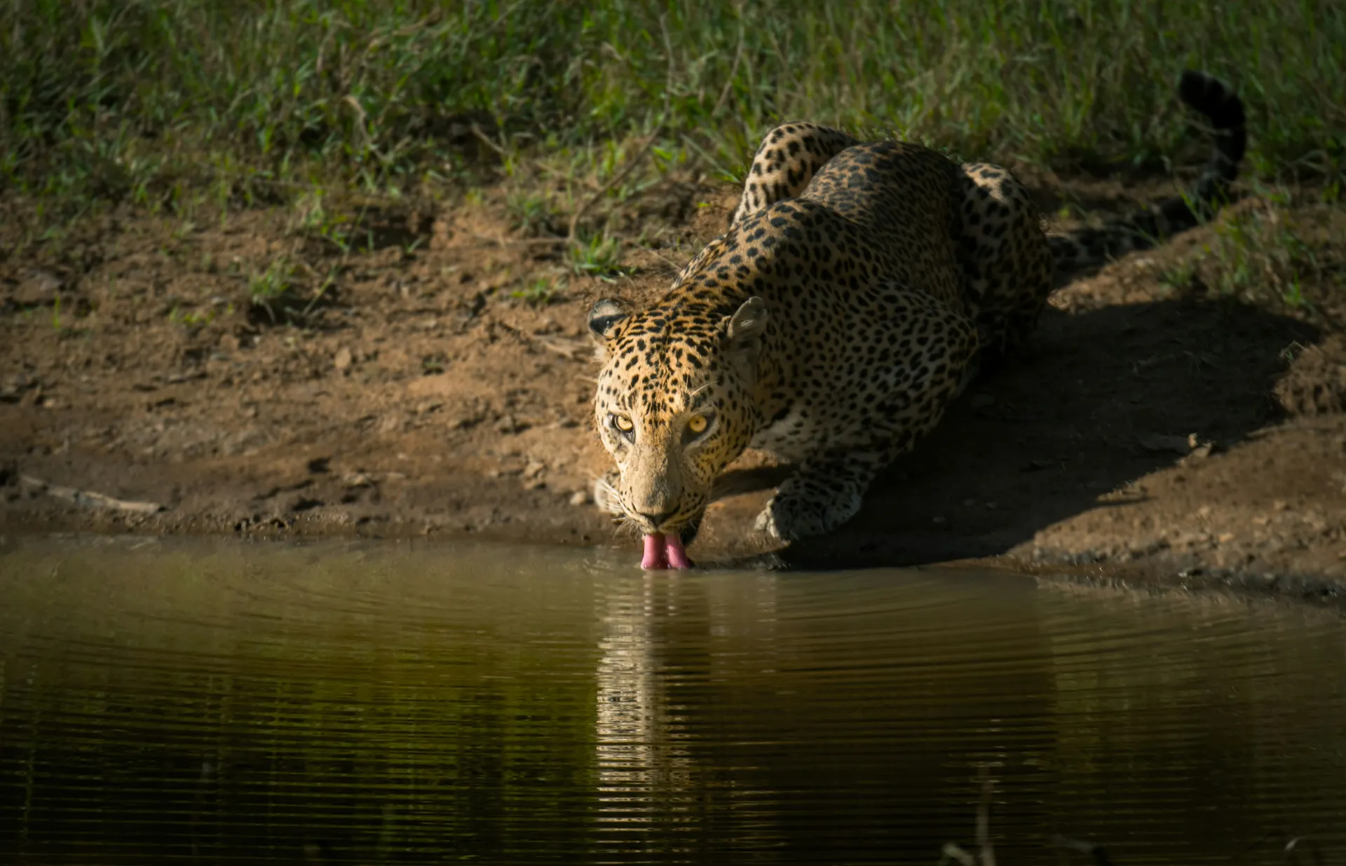 Sri Lanka-Wilpattu National Park
