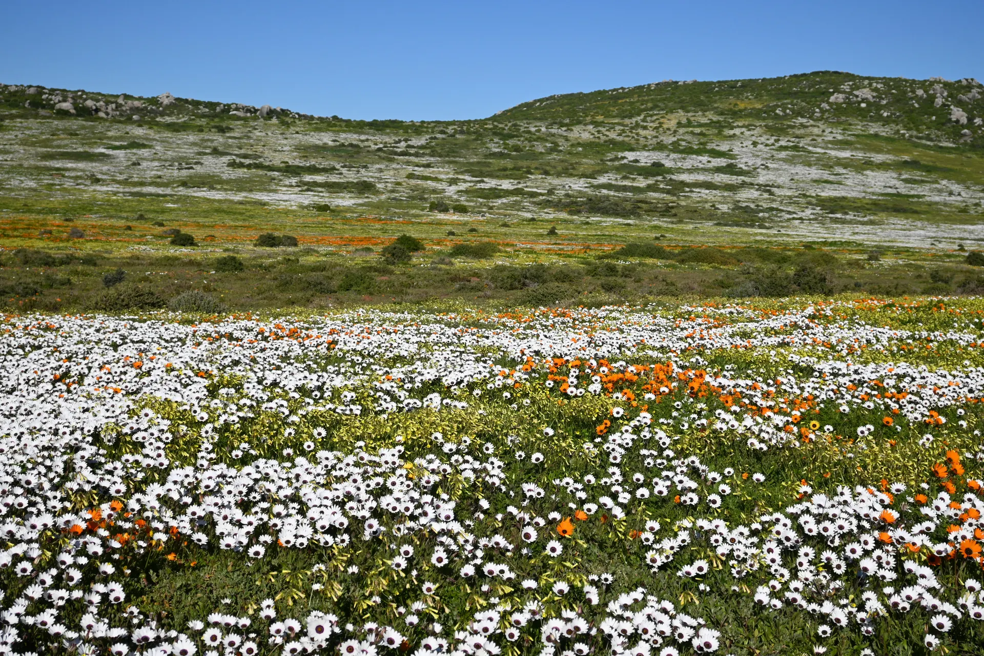 &Olives-Zuid-afrika-Langebaan-West Coast NP-flowers