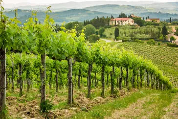 Wijnstokken op het platteland van Toscane