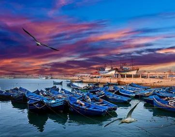Blauwe Vissersboten met rondvliegende meeuwen erboven, Essaouira, Marokko