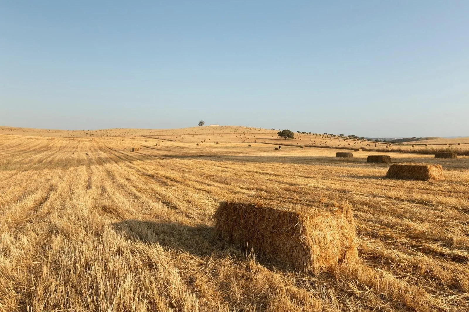 Fly-drive Portugal deluxe (hotels) 12 dagen.