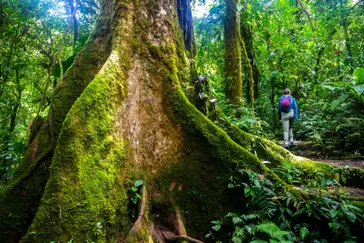 &Olives Costa Rica jungle in monteverde