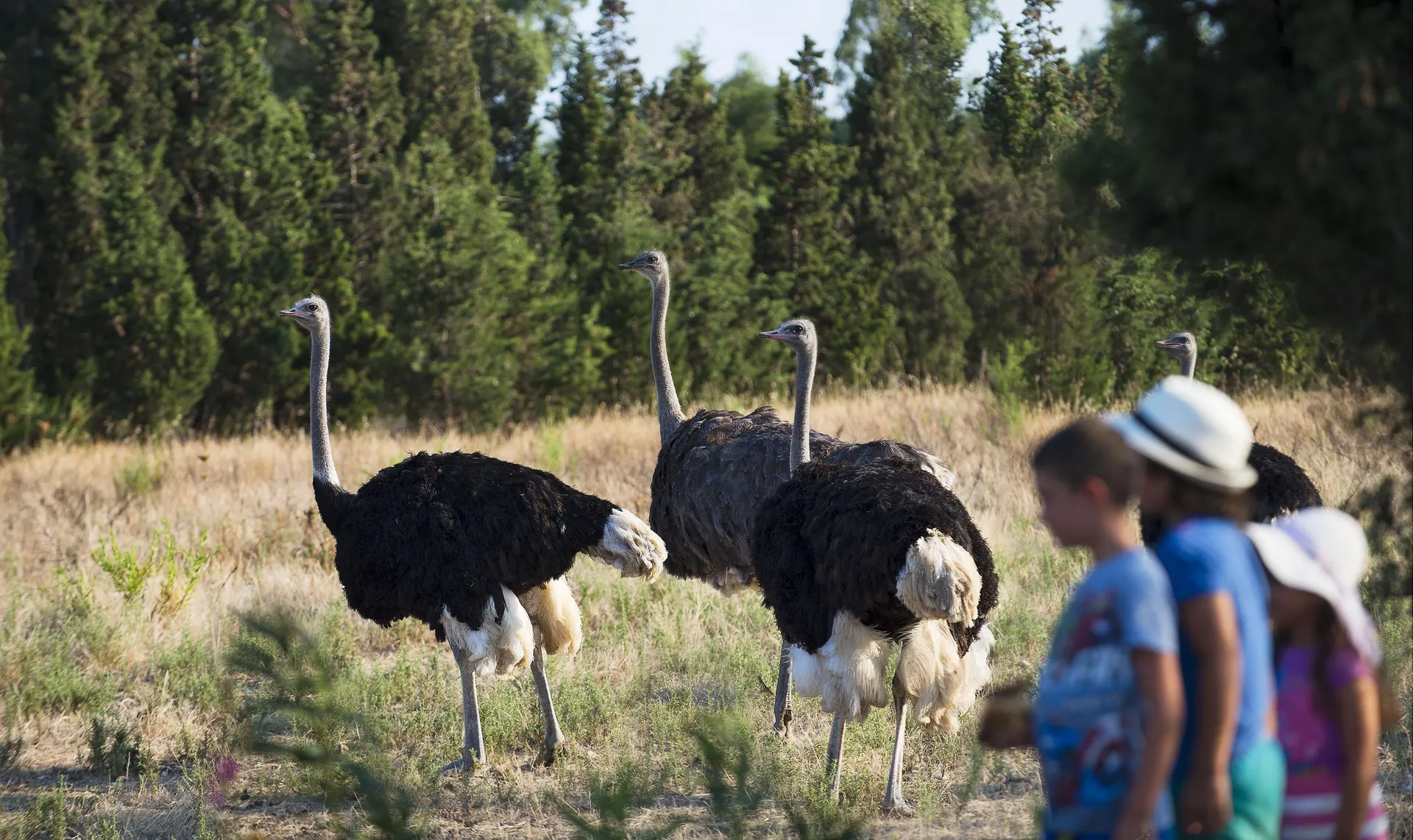 Hotel Rurale Orti di Nora - struisvogels