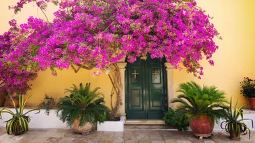 Een mooie deur met paarse bloemen in Corfu