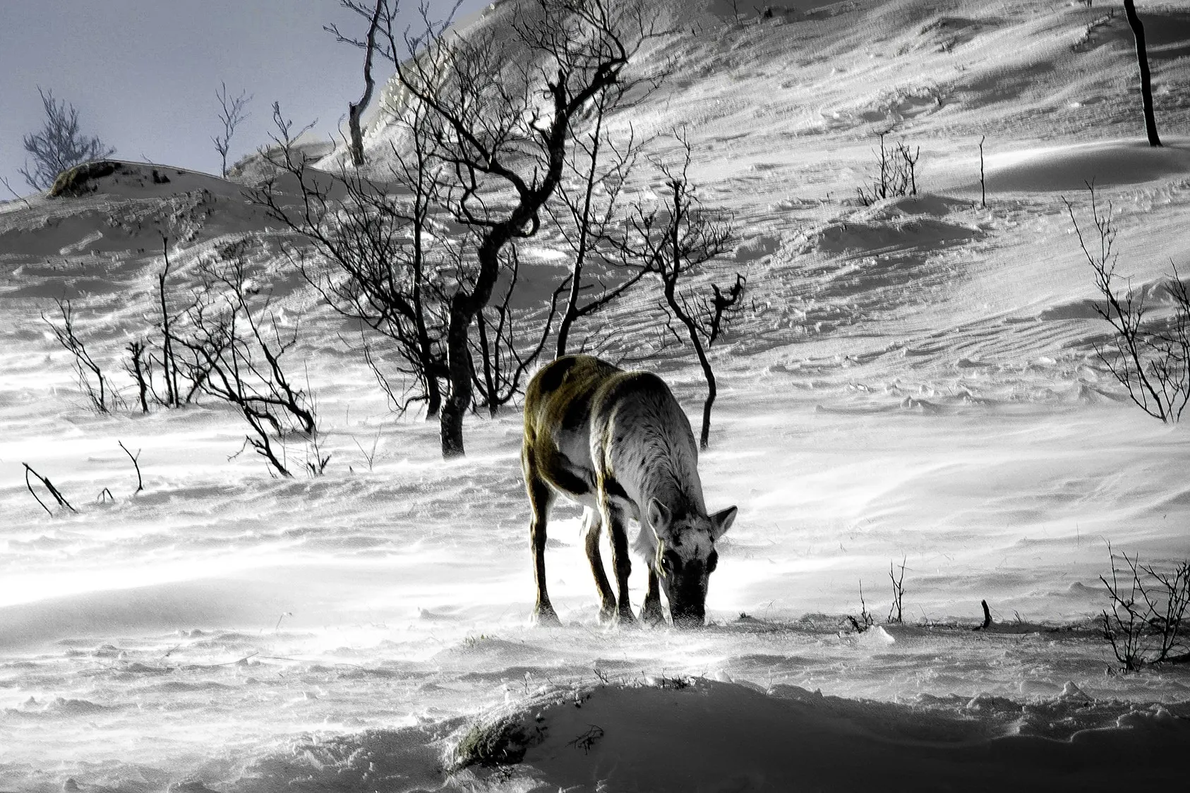 &Olives-Noorwegen-Sommaroy-nature