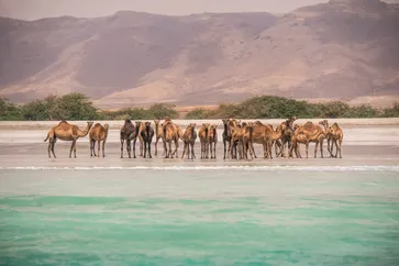 Camels on the beach, Salalah, Dhofar Oman