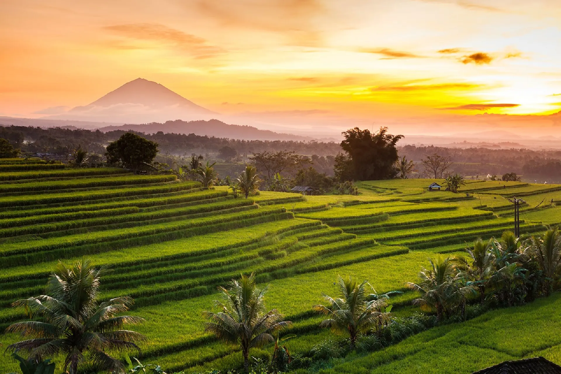 &Olives-Bali-Munduk-Moding Plantation-surroundings