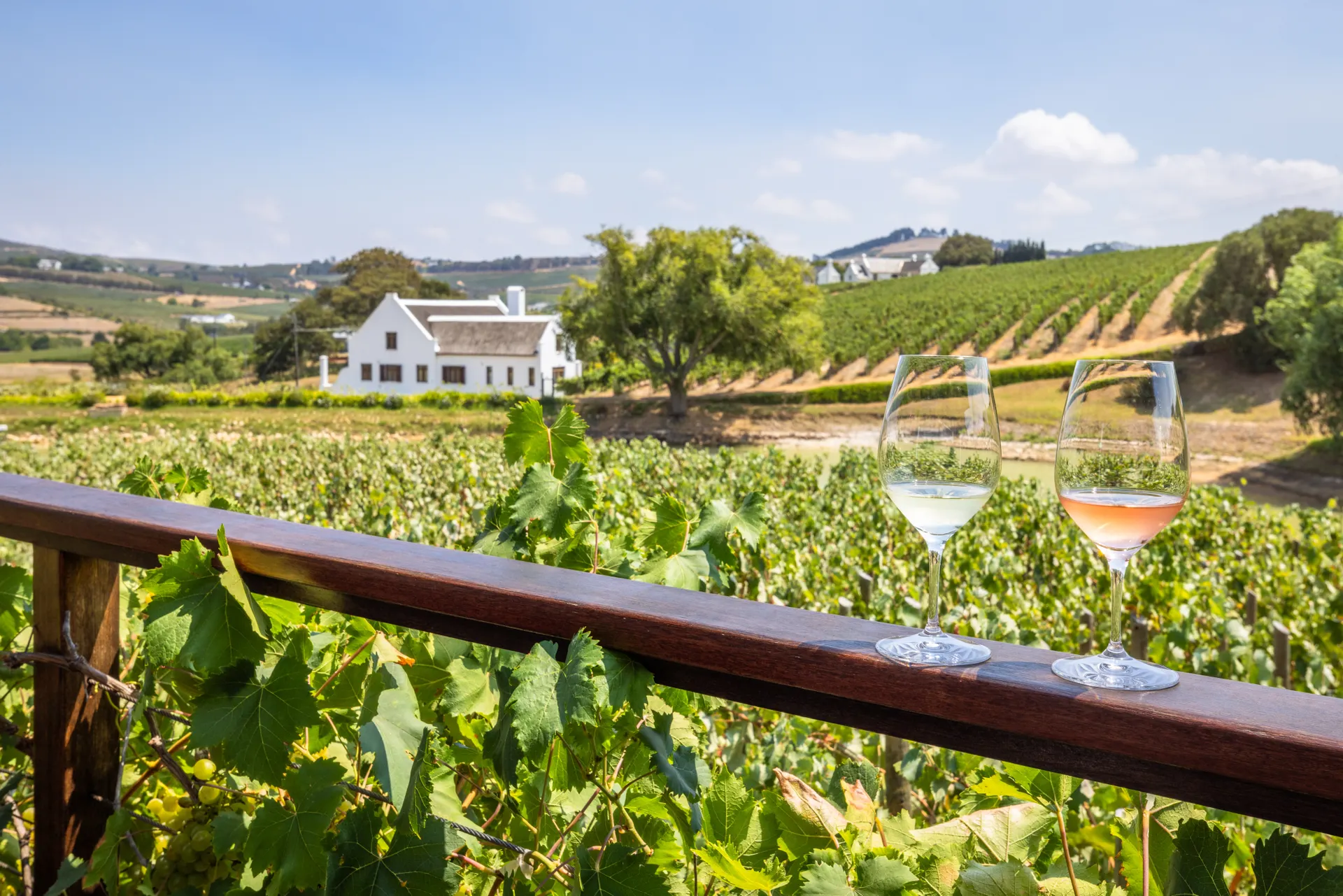 &Olives Zuid Afrika Stellenbosch Wine tasting at Aaldering vineyards and wines, Stellenbosch