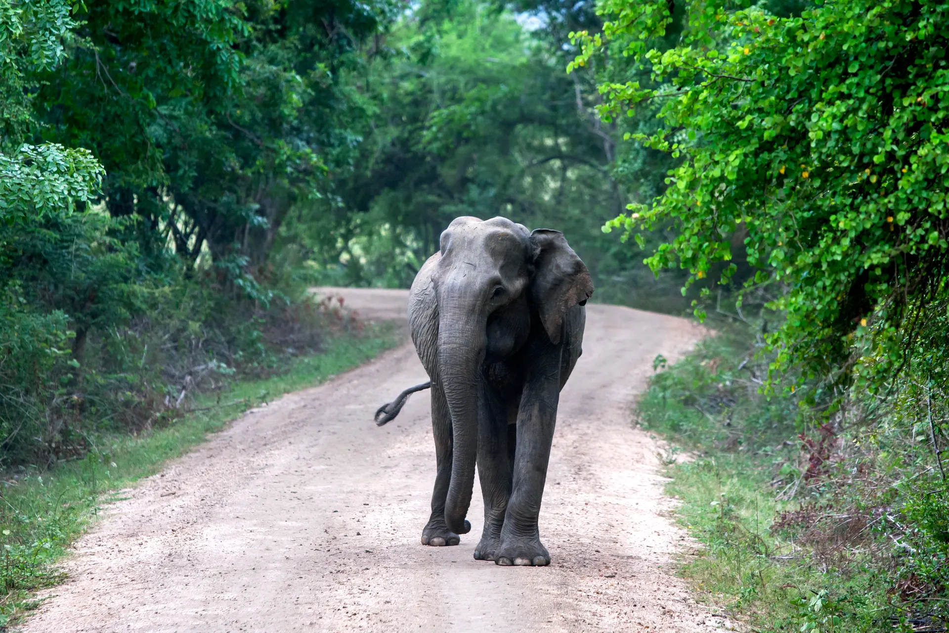 Sri Lanka-Gal Oya-elephant