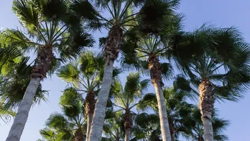 Palmbomen in Limassol, Cyprus
